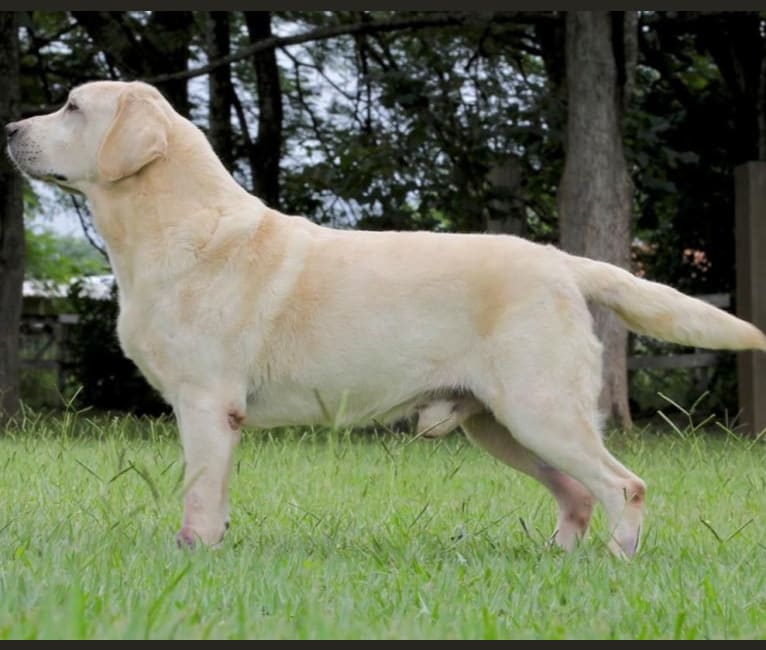 Napoleao, a Labrador Retriever tested with EmbarkVet.com