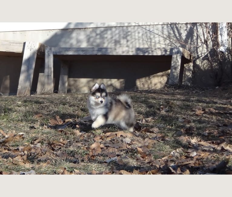 Photo of Pomsky Northerns' Jasmine, a Pomeranian and Siberian Husky mix