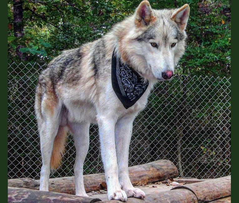 Embark Dog DNA Test Breed