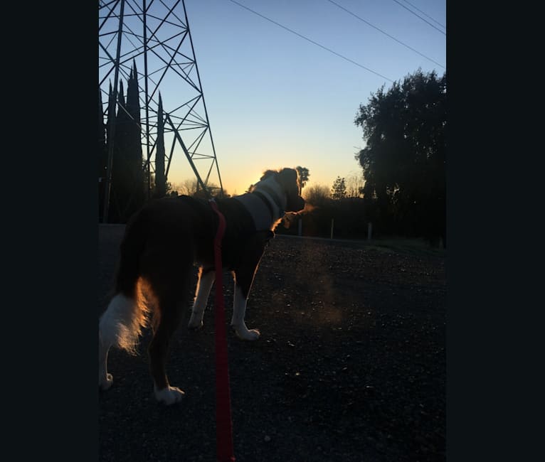 Photo of Kai, an American Pit Bull Terrier, German Shepherd Dog, and American Staffordshire Terrier mix in Sacramento, California, USA