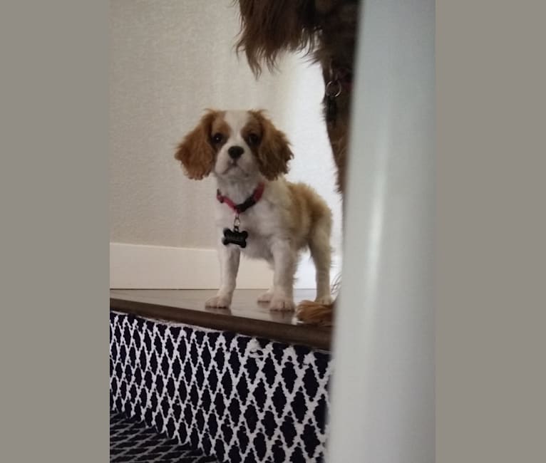 Photo of Bailey Claire Dominguez, a Cavalier King Charles Spaniel  in MN, USA
