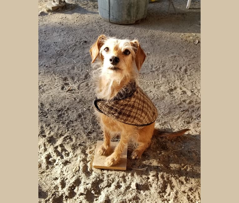 Scout, a Dachshund and Cocker Spaniel mix tested with EmbarkVet.com