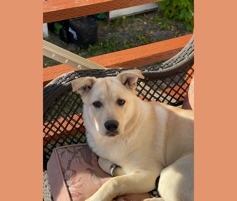 Nala, a Labrador Retriever and Chow Chow mix tested with EmbarkVet.com