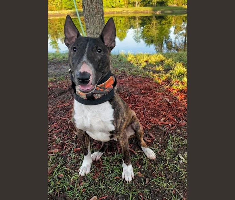 Photo of Serendipity, a Bull Terrier 