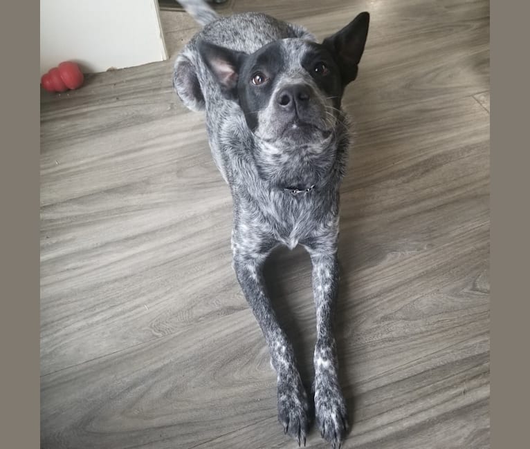 australian cattle dog mixed with lab