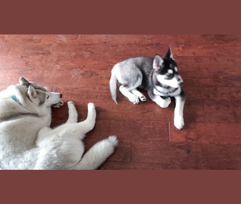 Photo of Rocket, a Siberian Husky, Alaskan Malamute, German Shepherd Dog, Chow Chow, and Akita mix in California, USA
