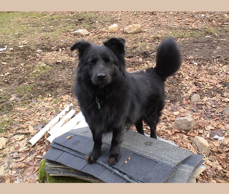 Sophie, a German Shepherd Dog and Chow Chow mix tested with EmbarkVet.com