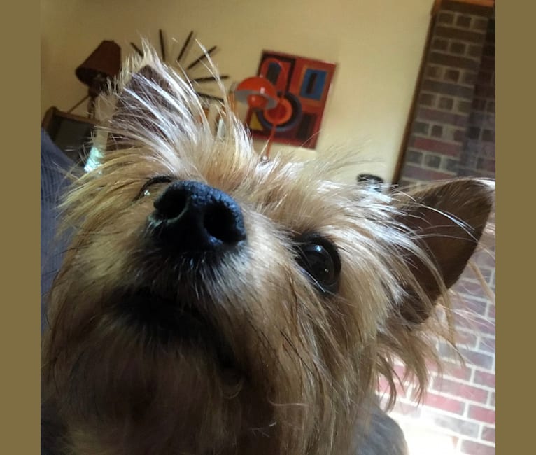 Razzee, a Yorkshire Terrier tested with EmbarkVet.com