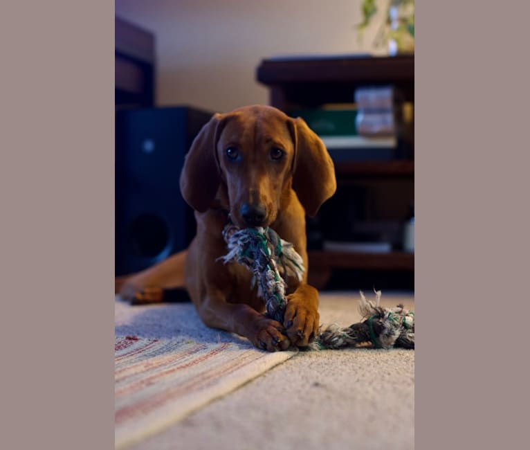 Photo of Pickles, a Redbone Coonhound  in New Hope, Minnesota, USA