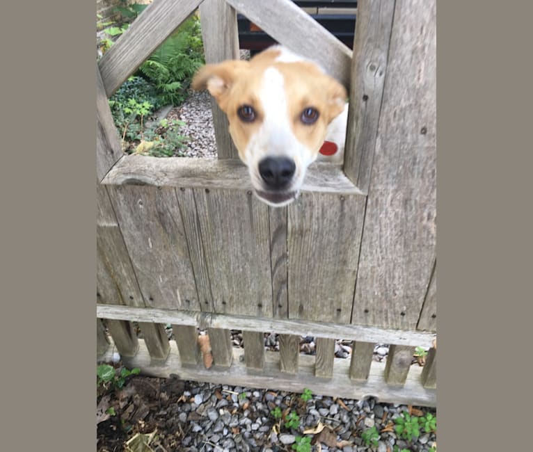 Lacey, an Australian Cattle Dog and German Shepherd Dog mix tested with EmbarkVet.com