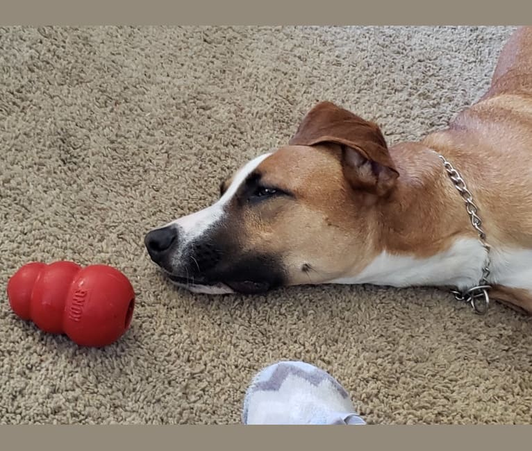 embark dog dna test breed