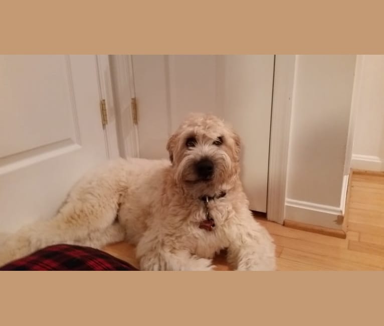 Desmond, a Soft Coated Wheaten Terrier tested with EmbarkVet.com