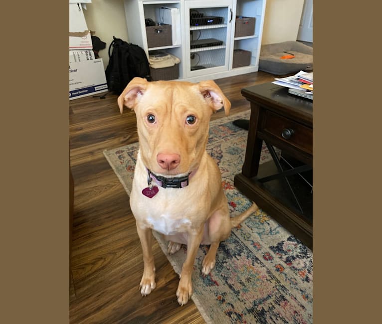 Bull terrier retriever top mix