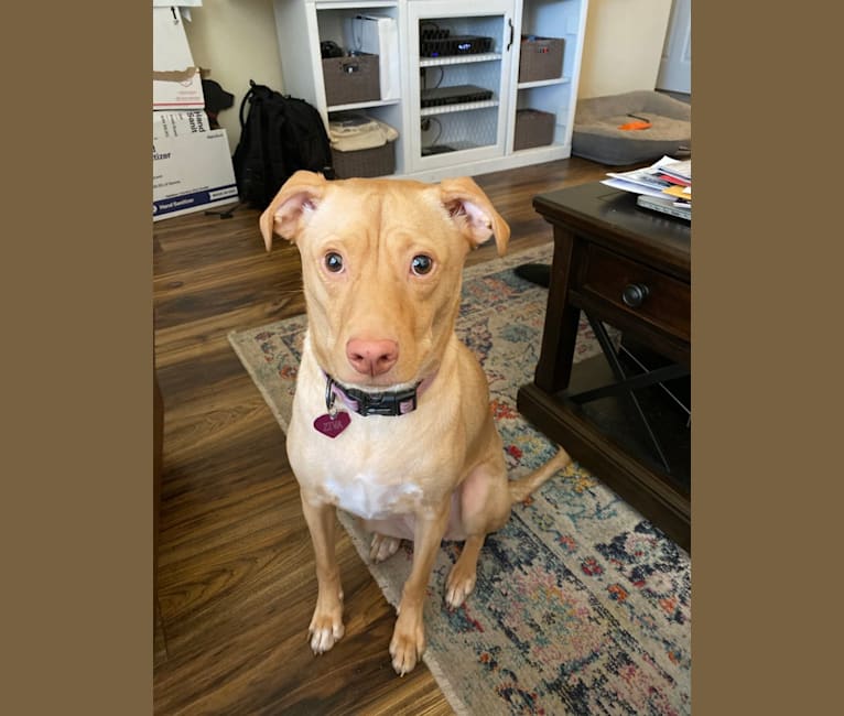 Ziva, an American Pit Bull Terrier and Golden Retriever mix tested with EmbarkVet.com