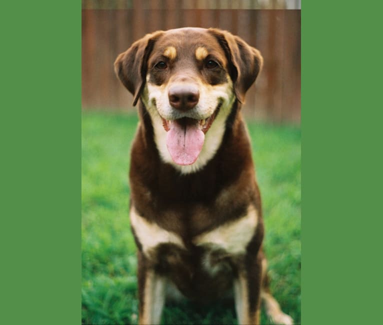 Photo of Kuemper, a Labrador Retriever, Golden Retriever, Border Collie, German Shepherd Dog, and English Springer Spaniel mix in Minnesota, USA