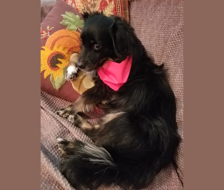 Photo of Maggie May, a Chihuahua, Pug, Poodle (Small), Pomeranian, and Mixed mix in Puerto Rico