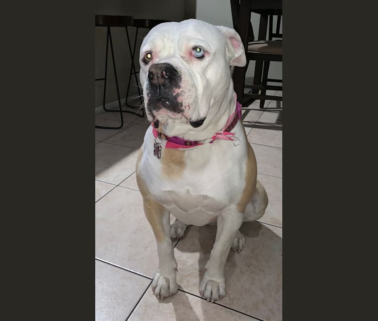 Photo of Zoey, an American Bulldog  in Walnut, California, USA