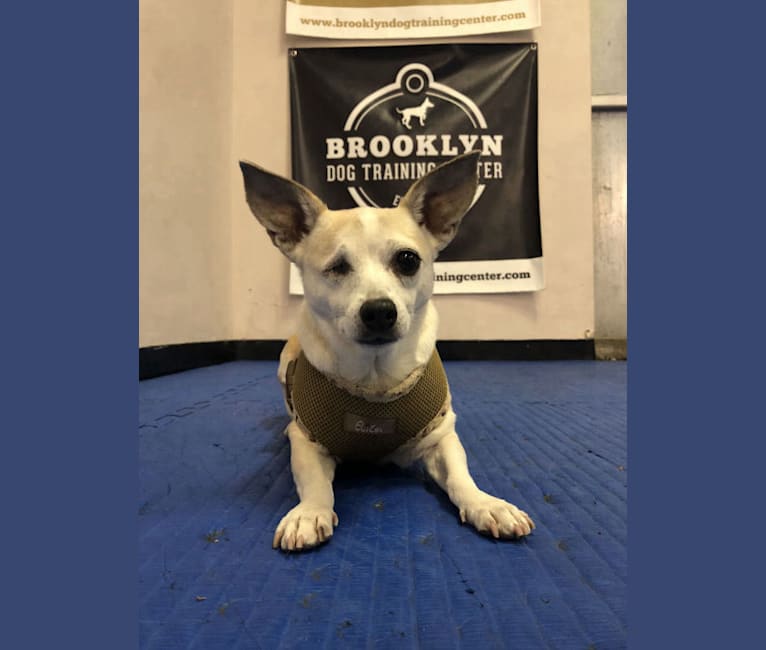 Beans, a Chihuahua and Russell-type Terrier mix tested with EmbarkVet.com