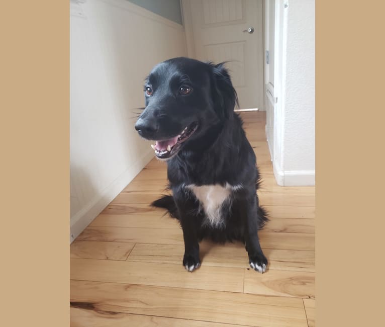 Embark Dog DNA Test Breed