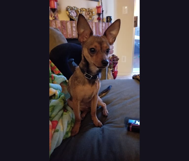 Photo of FOXY, a Chihuahua, Yorkshire Terrier, Miniature Pinscher, and Mixed mix in Los Angeles, California, USA