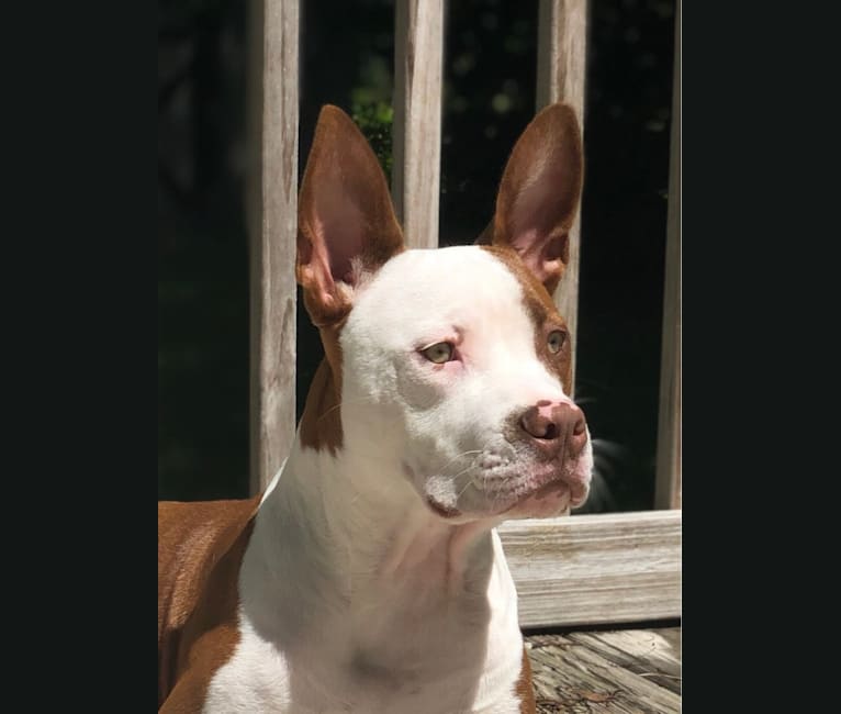Puma, an American Pit Bull Terrier and American Staffordshire Terrier mix tested with EmbarkVet.com