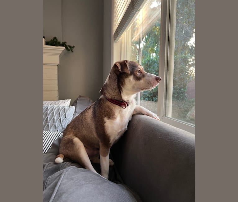 Photo of Ladainian Lee, a Chihuahua, American Pit Bull Terrier, Australian Shepherd, and Mixed mix in Ladera Ranch, California, USA
