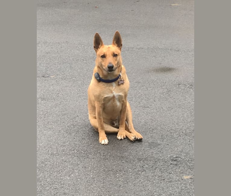Gitlee, a Carolina Dog tested with EmbarkVet.com