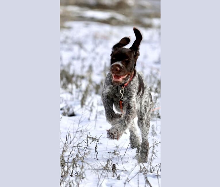 Sadie, a German Wirehaired Pointer tested with EmbarkVet.com
