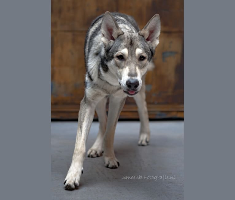 Weylyn, a Saarloos Wolfdog tested with EmbarkVet.com