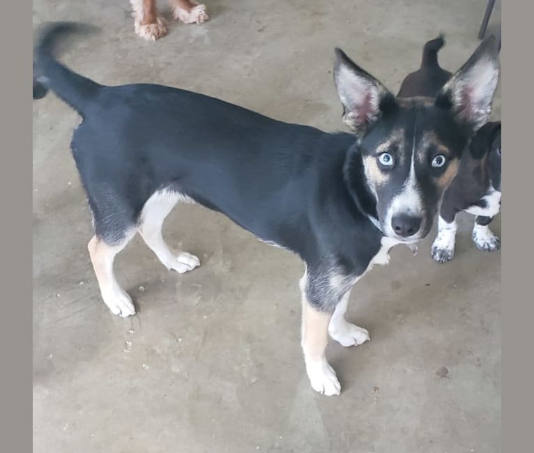 Photo of Beyla, a Siberian Husky, Border Collie, and Beagle mix