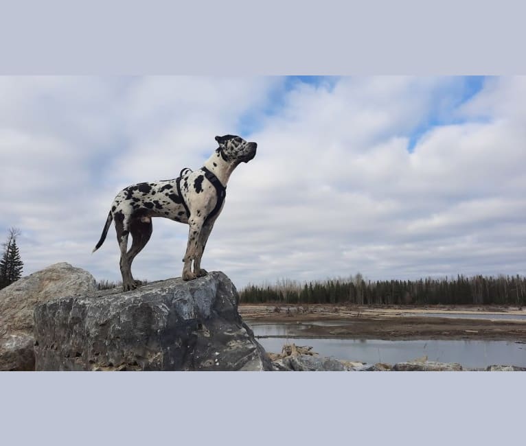 Photo of Moose, a Great Dane, American Bulldog, and American Bully mix in Barrhead, AB, Canada