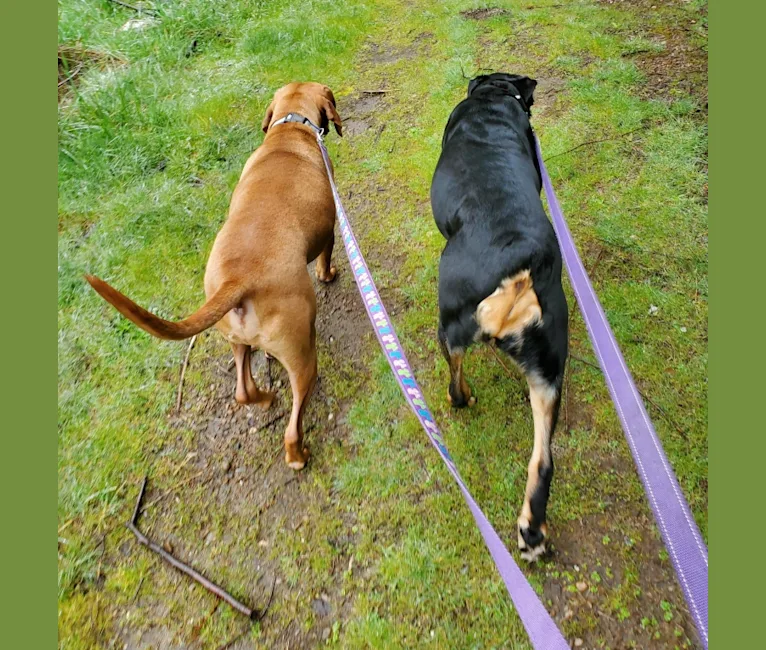 Gus, a Redbone Coonhound and American Pit Bull Terrier mix tested with EmbarkVet.com