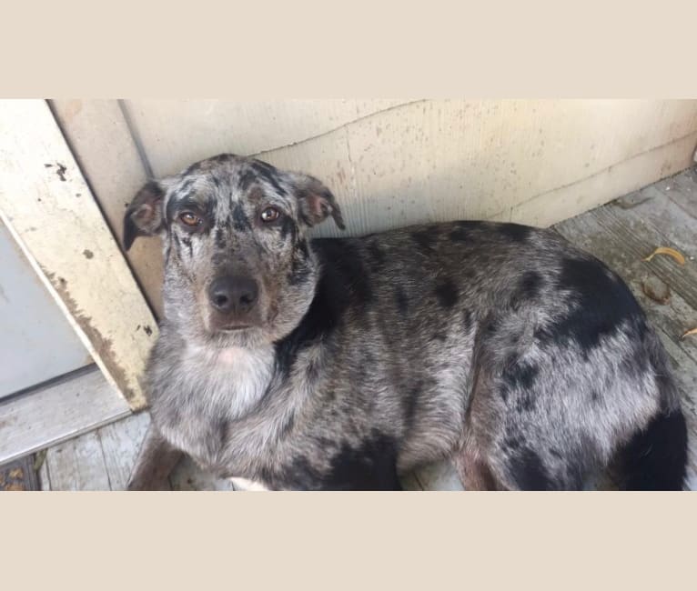 Catahoula leopard and australian shepherd mix hotsell