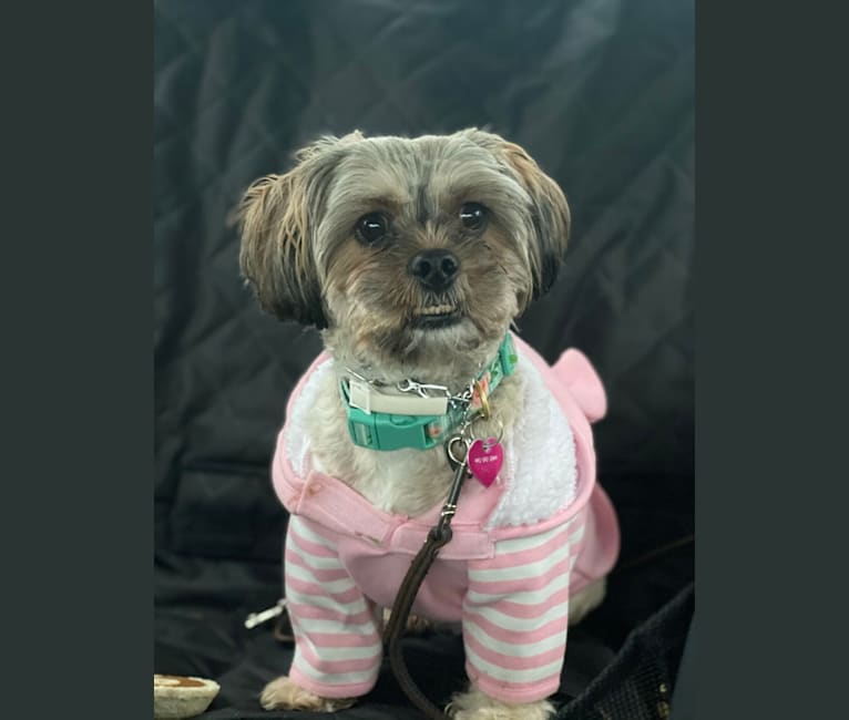 Ginger, a Shih Tzu and Yorkshire Terrier mix tested with EmbarkVet.com