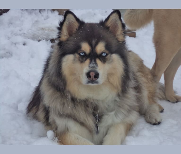 Wolf, a Siberian Husky and Alaskan Malamute mix tested with EmbarkVet.com