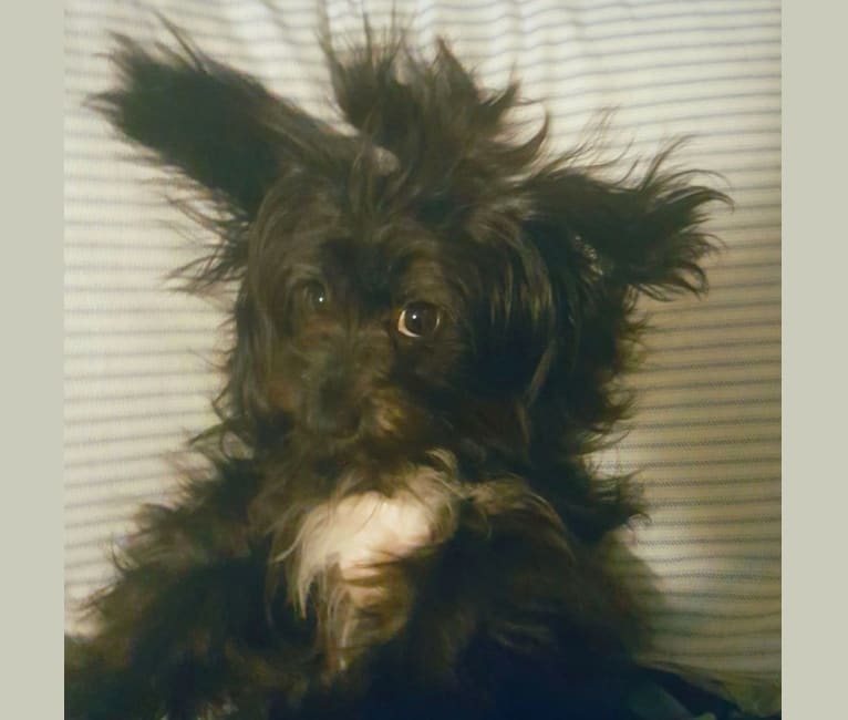 Photo of Athena, a Chihuahua, Dachshund, Shih Tzu, and Mixed mix in Weslaco, TX, USA