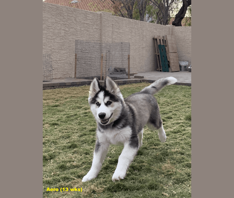 Photo of Aero, an Alaskan Malamute and Siberian Husky mix in Colorado City, Arizona, USA
