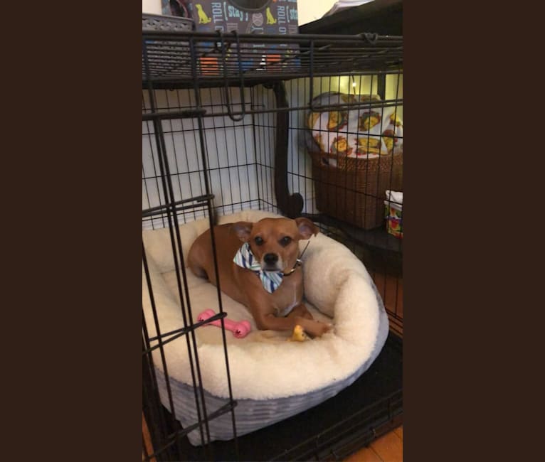 Brookley, a Russell-type Terrier and Chihuahua mix tested with EmbarkVet.com