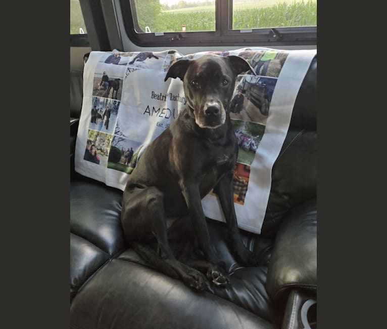 Photo of Dozer, an American Pit Bull Terrier, Labrador Retriever, and Rottweiler mix in Texas, USA
