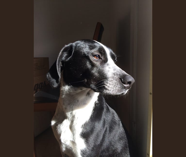 Sam, a Coonhound and Labrador Retriever mix tested with EmbarkVet.com