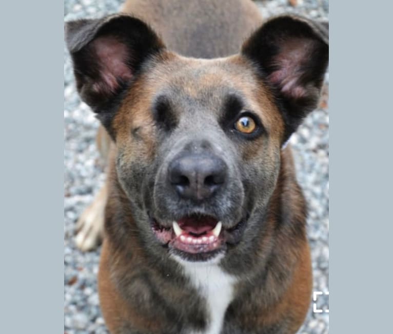 Bethsaida, a German Shepherd Dog and American Pit Bull Terrier mix tested with EmbarkVet.com