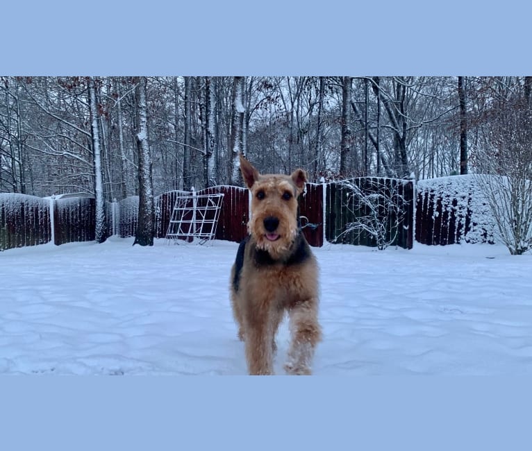 Ares, an Airedale Terrier tested with EmbarkVet.com