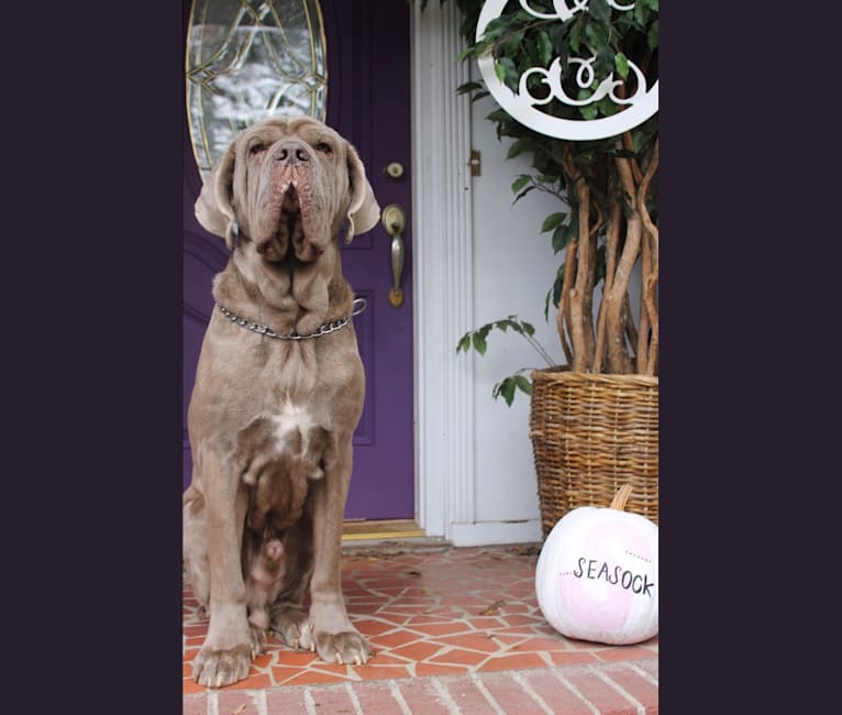 Photo of Apollo, a Neapolitan Mastiff  in Florence, South Carolina, USA