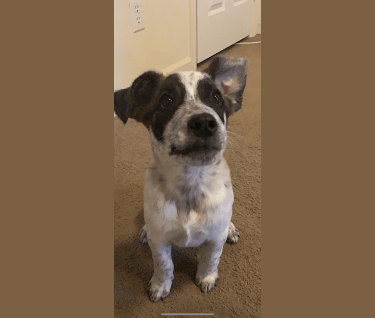 Photo of Titan, an Australian Cattle Dog, German Shepherd Dog, American Pit Bull Terrier, and Mixed mix in Denver, Colorado, USA