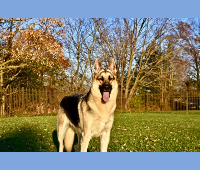 Blitz, a German Shepherd Dog tested with EmbarkVet.com