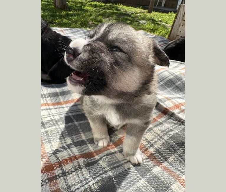 Zima, a Siberian Husky and German Shepherd Dog mix tested with EmbarkVet.com