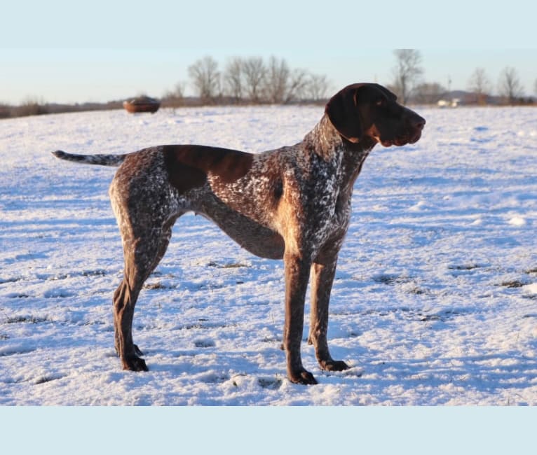 Photo of Effie Jayne, a German Shorthaired Pointer  in Austerlitz, NY, USA