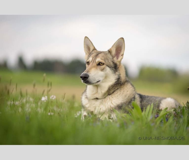 Enya, a Saarloos Wolfdog tested with EmbarkVet.com