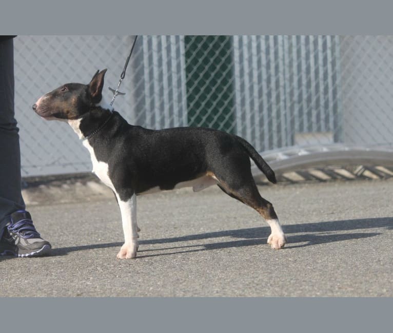 Bacon, a Miniature Bull Terrier tested with EmbarkVet.com