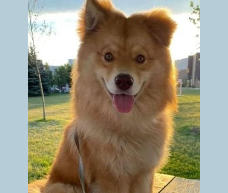Champ, a Finnish Lapphund tested with EmbarkVet.com